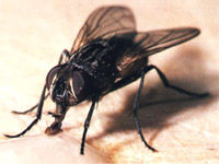 MOSCA DOMESTICA