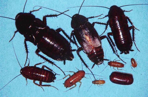 CUCARACHAS