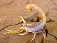 ALACRAN